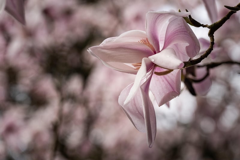 Magic Magnolia