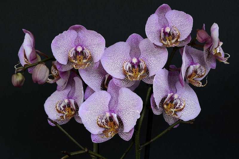 Orchid
