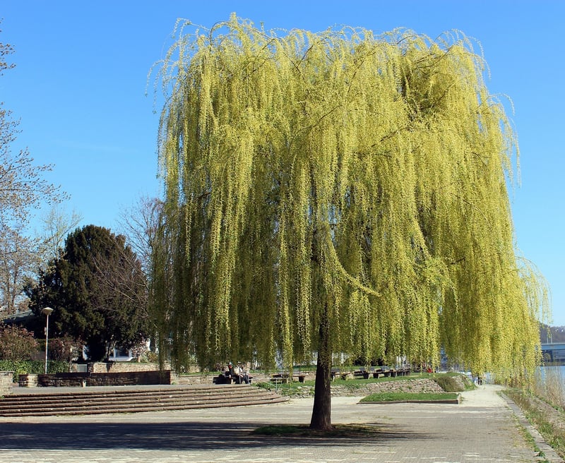 Wizard's Weeping Willow